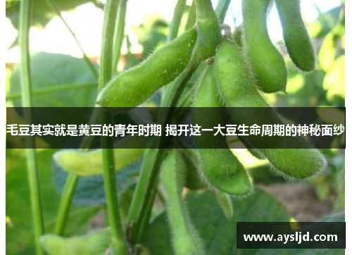 毛豆其实就是黄豆的青年时期 揭开这一大豆生命周期的神秘面纱